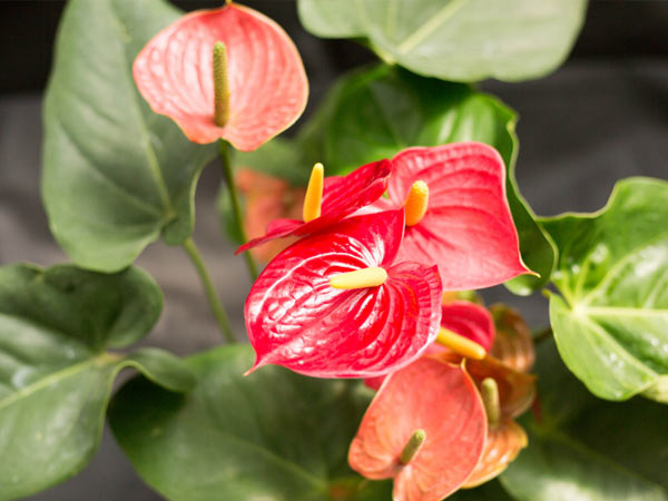 花10